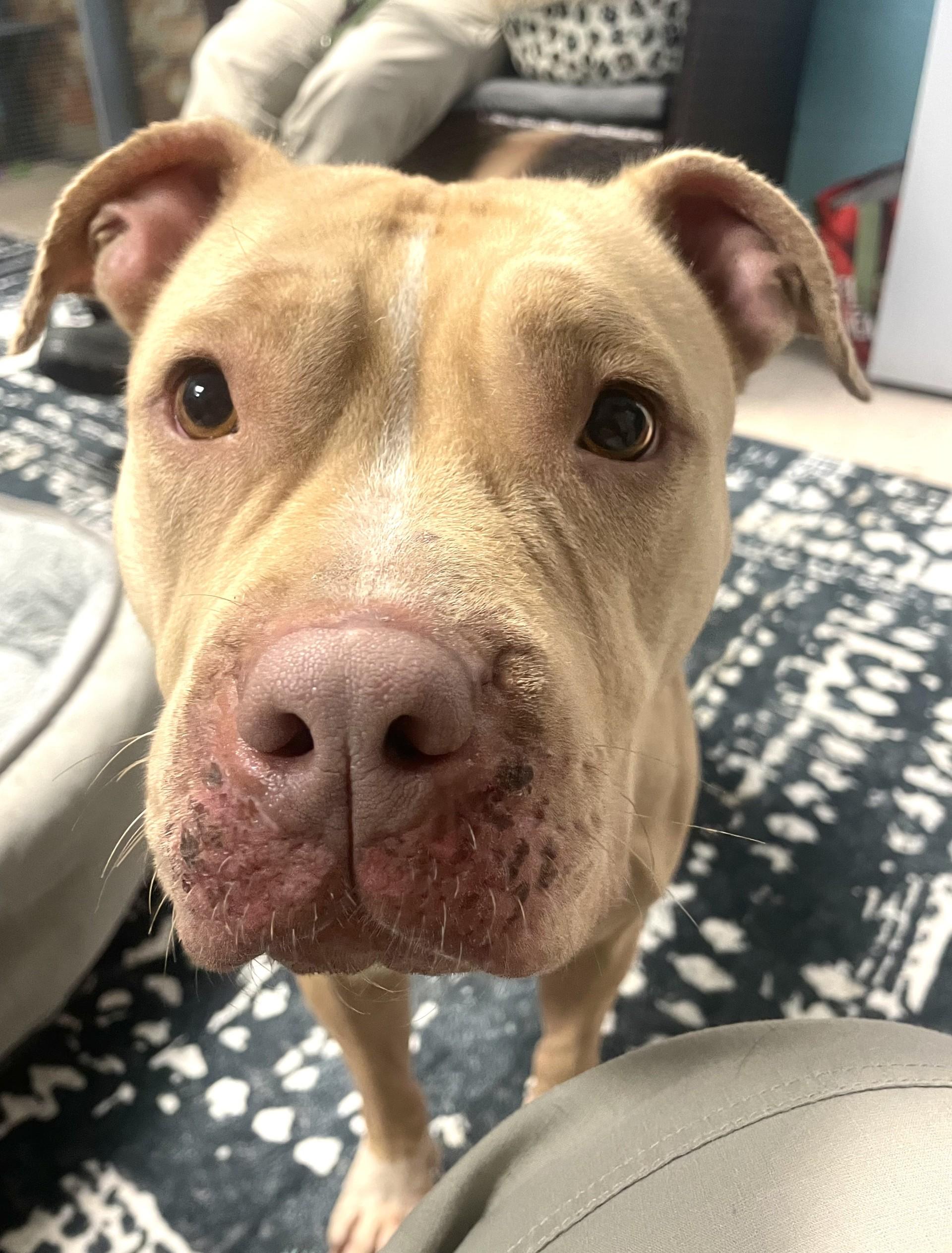 Enlarge Layla, an adopted Pit Bull Terrier in Ashland, VA image 1/5