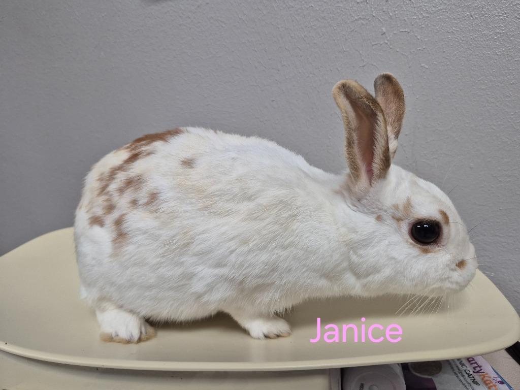 Janice, Adoptable, Baby Female Bunny Rabbit.