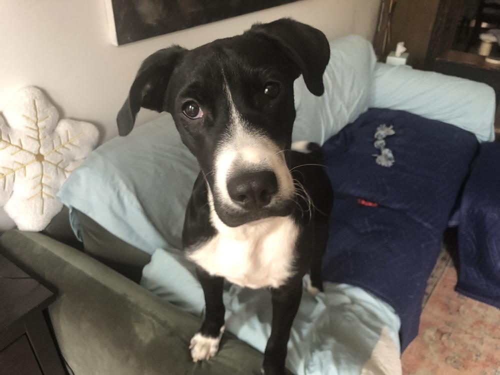 Jack, Adoptable, Puppy Male Labrador Retriever & Border Collie.
