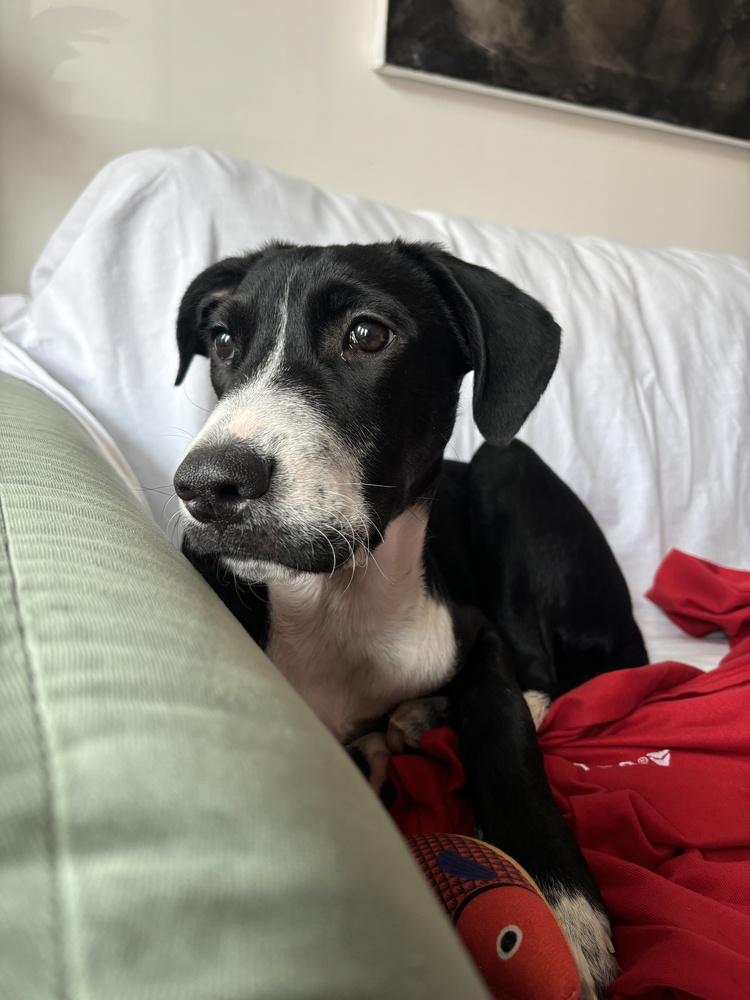 Enlarge Jack, a Adoptable mixed breed in Manhattan, NY image 3/3