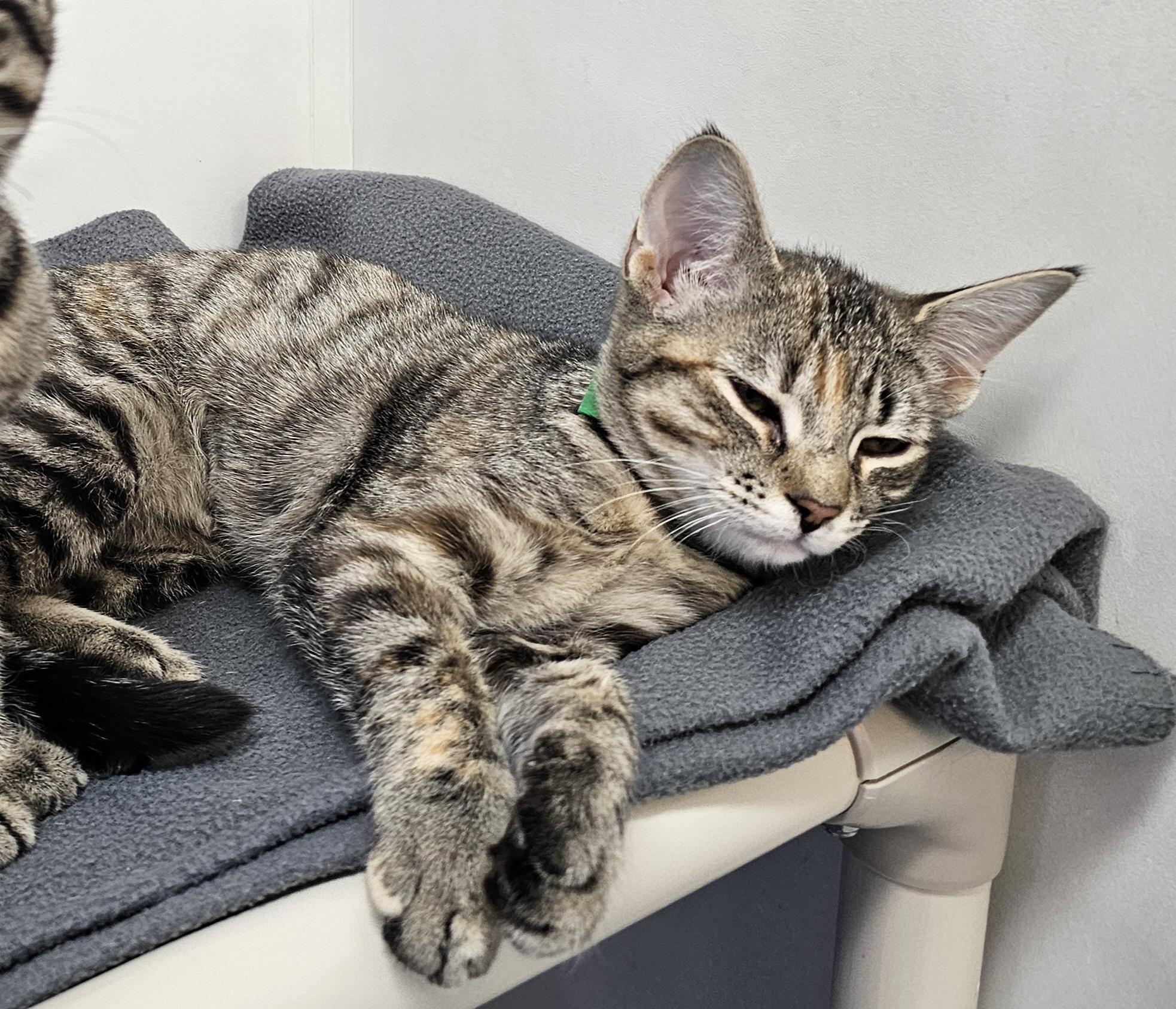 Enlarge Tabatha, an adopted mixed breed in Dunkirk, NY image 1/1