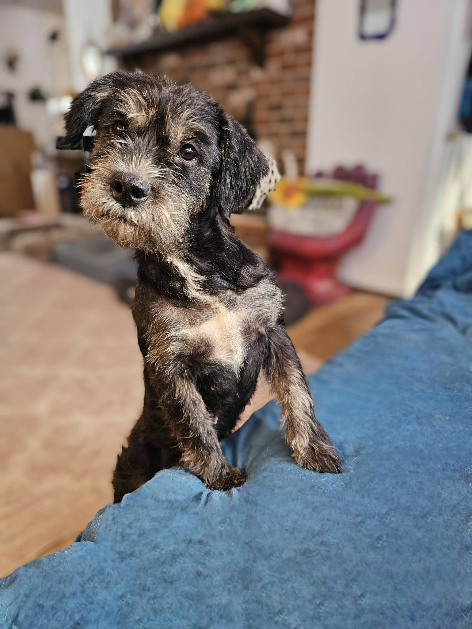 Delia, ADOPTABLE, Young Female Terrier.