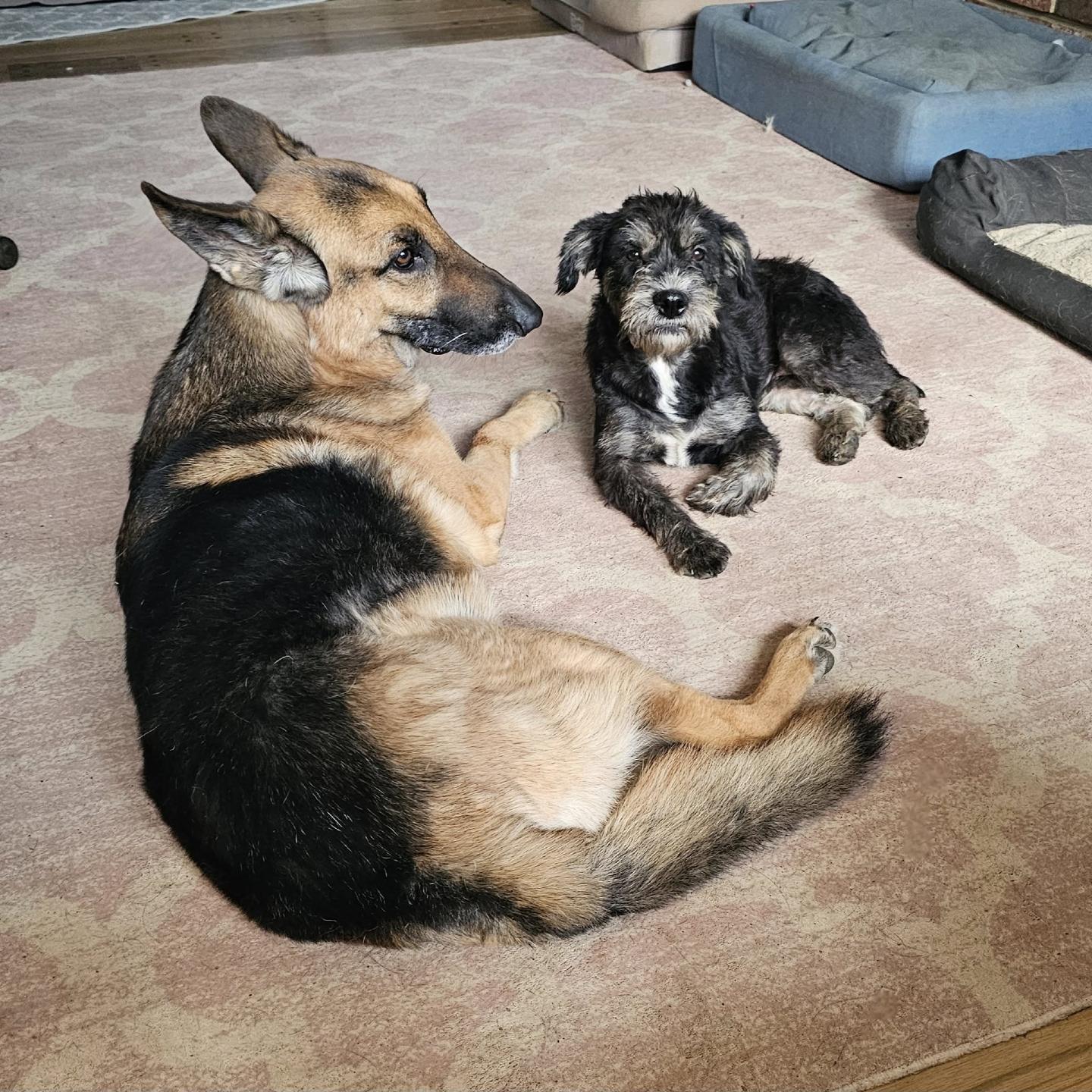 Enlarge Delia, a ADOPTABLE mixed breed in Silver Spring, MD image 3/6