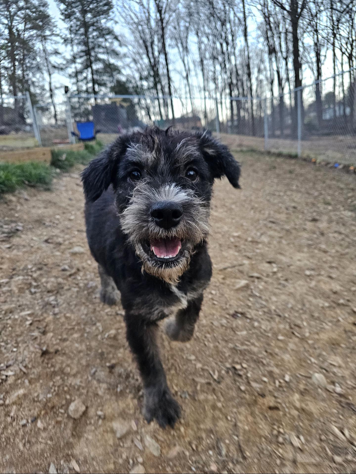 Enlarge Delia, a ADOPTABLE mixed breed in Silver Spring, MD image 4/6