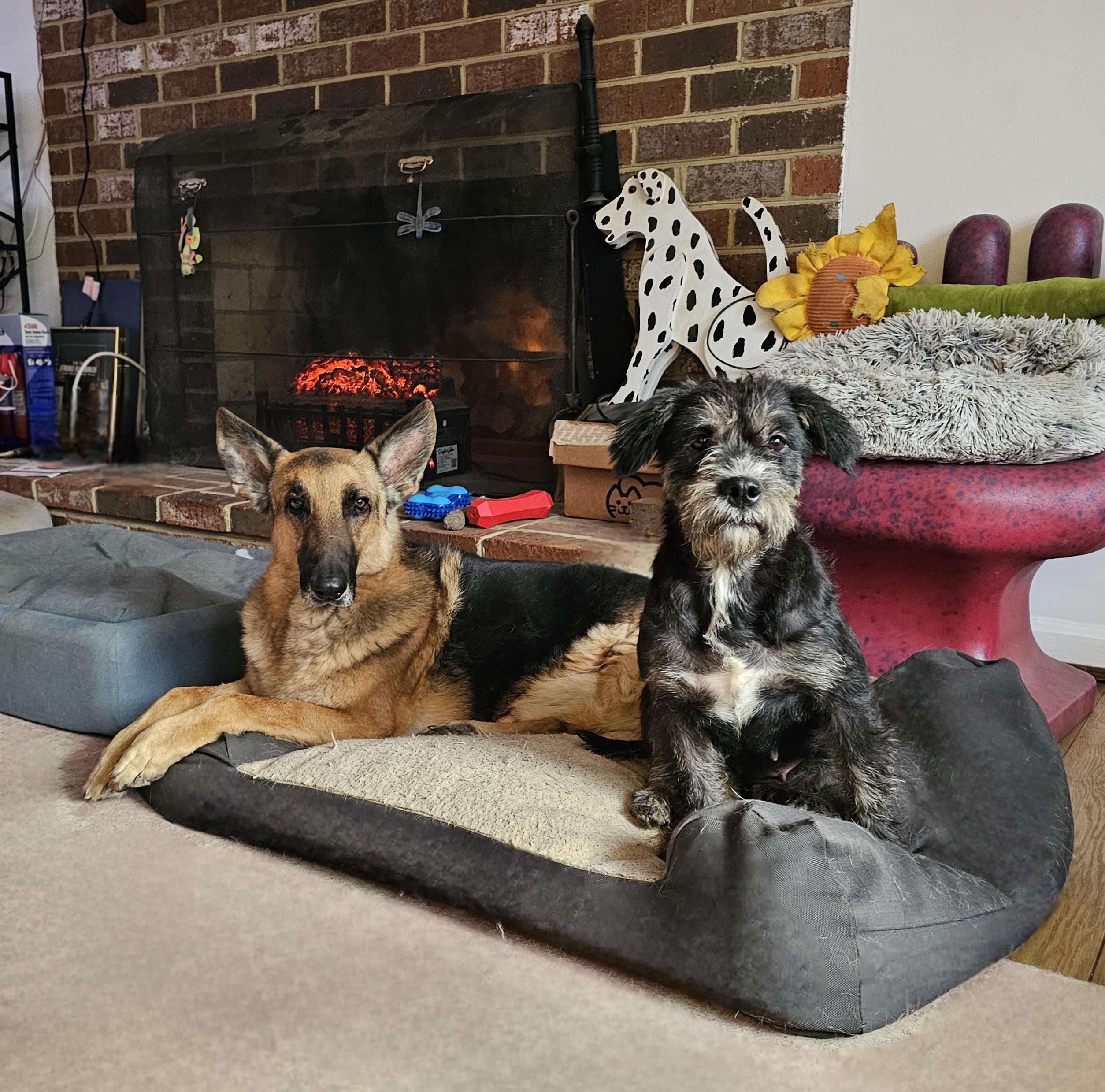 Enlarge Delia, a ADOPTABLE mixed breed in Silver Spring, MD image 6/6