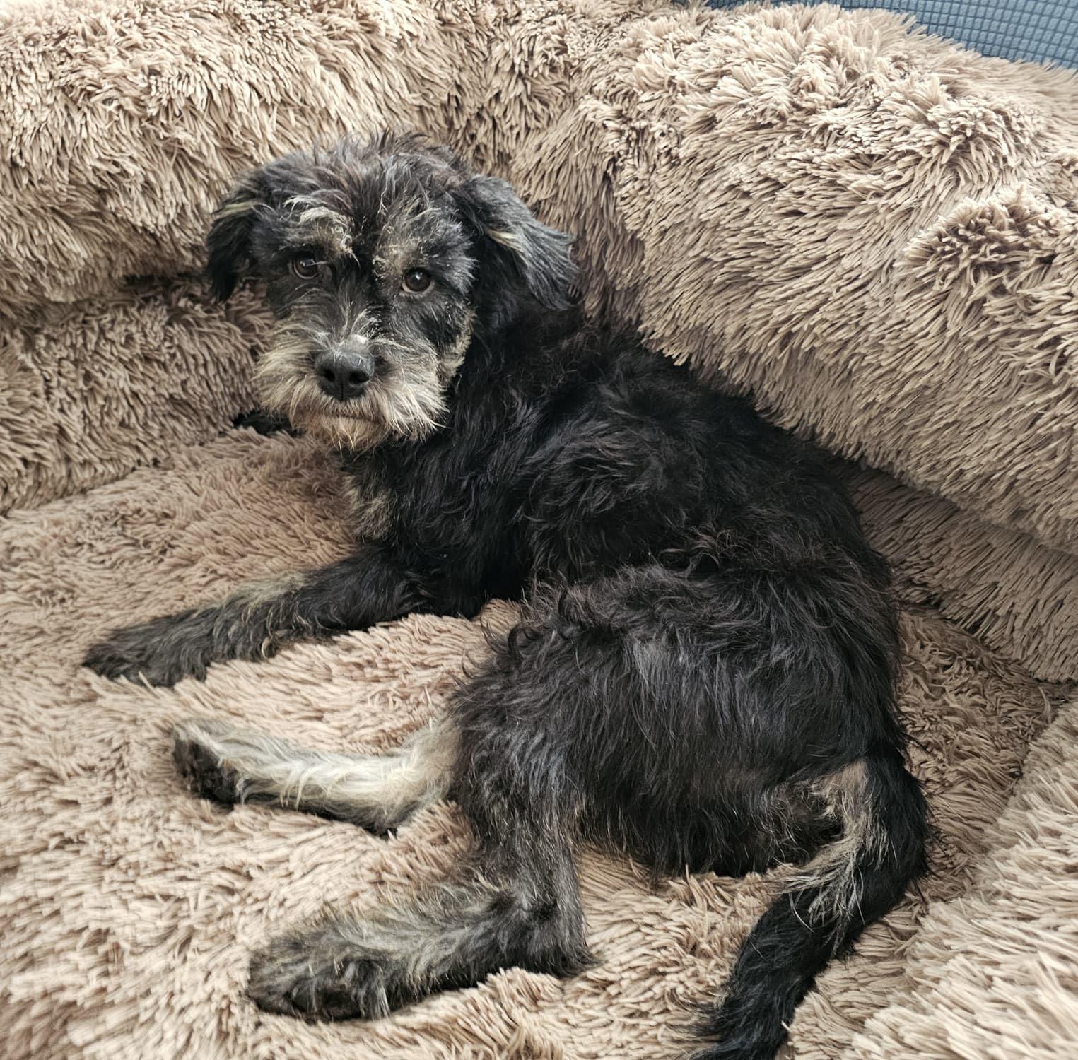 Delia, ADOPTABLE, Young Female Terrier & Miniature Schnauzer.