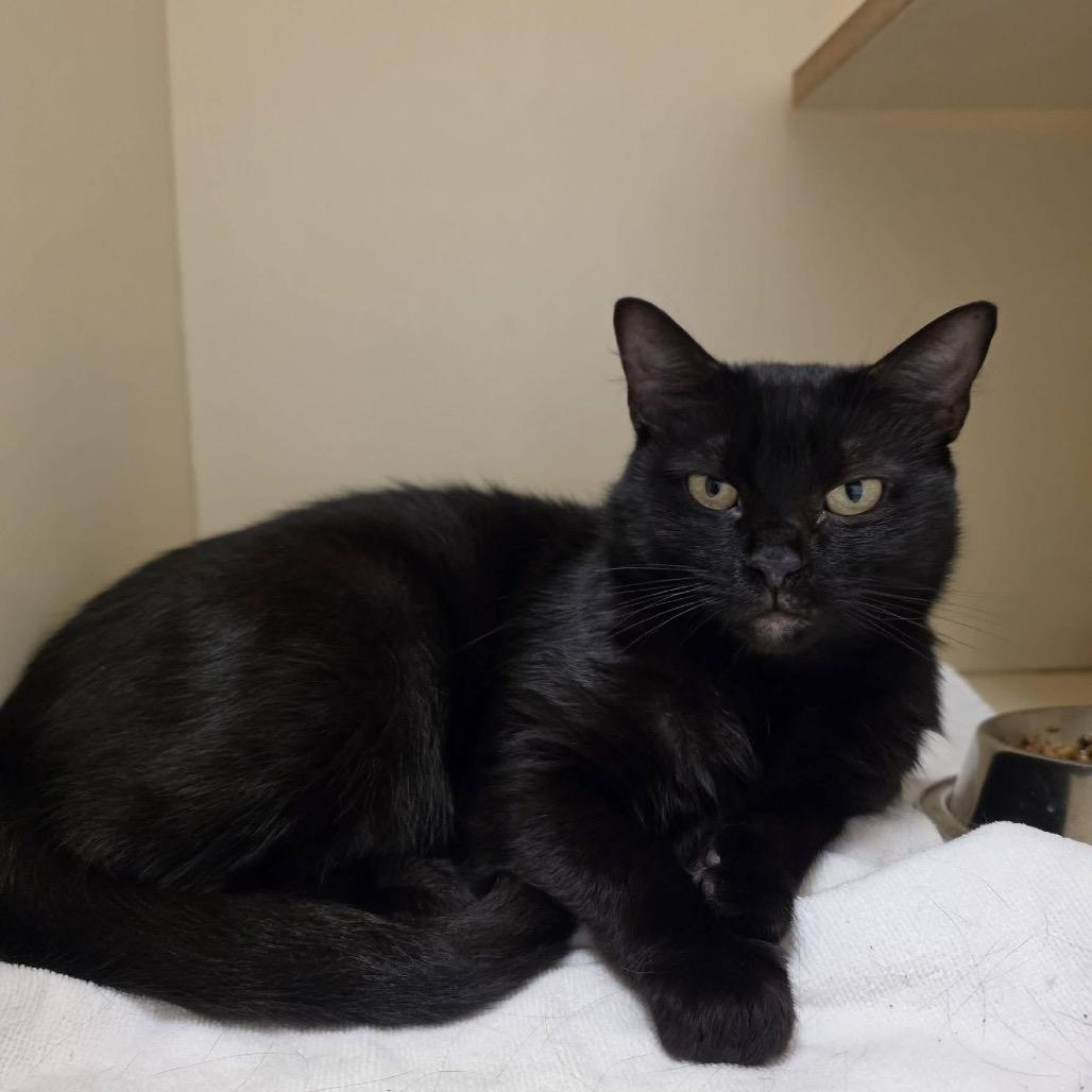 Enlarge Midnight, a Adoptable Domestic Short Hair in Waynesboro, PA image 1/1