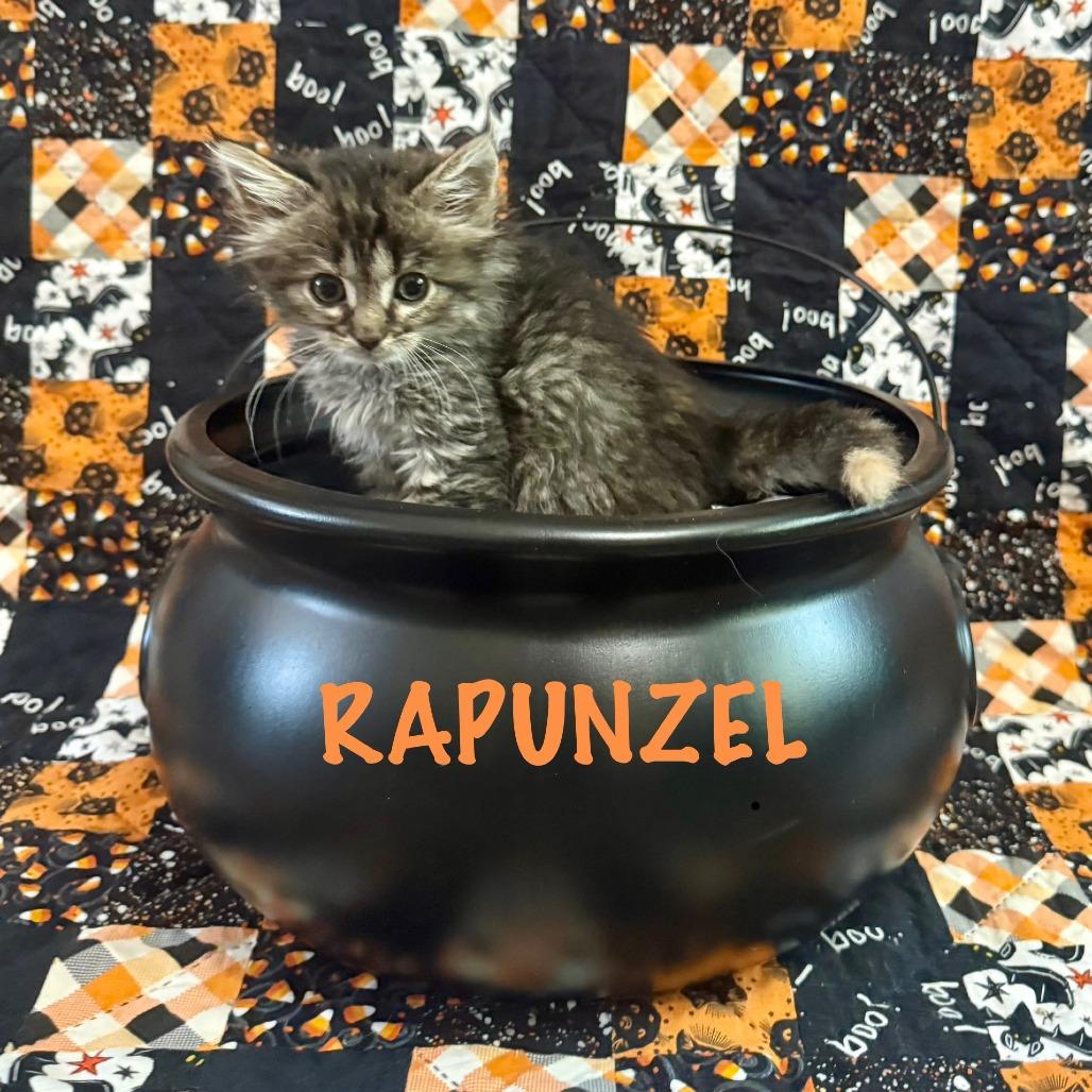 Enlarge Rapunzel, a Adopted Domestic Long Hair in Jacksonville, AR image 1/2