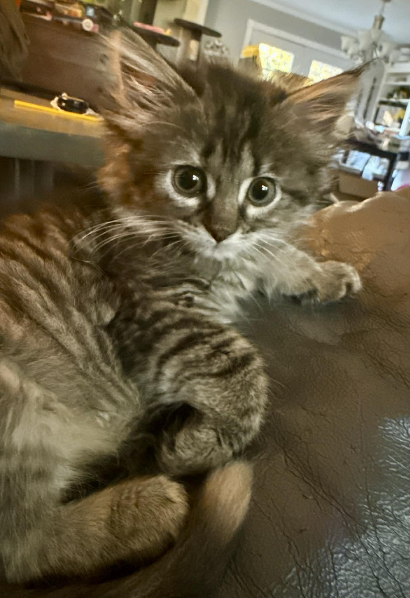 Enlarge Rapunzel, a Adopted Domestic Long Hair in Jacksonville, AR image 2/2