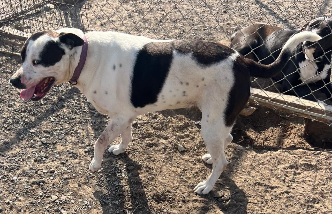 Enlarge Ethel, a Adoptable mixed breed in Pryor, OK image 1/1