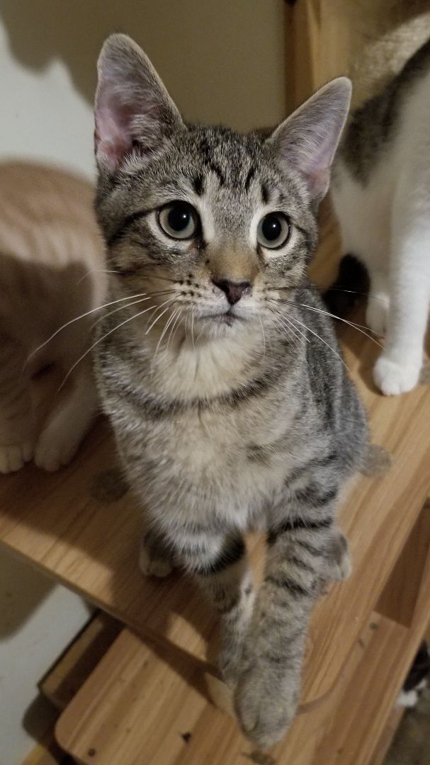 Enlarge Tavio, a Adoptable Domestic Short Hair in Ellijay, GA image 1/12