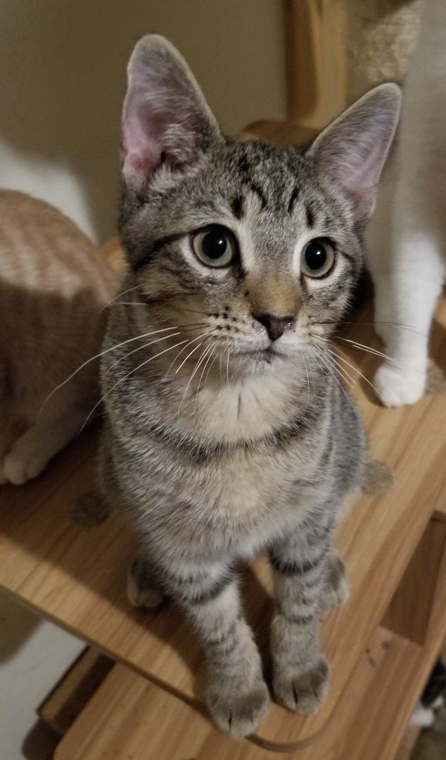 Enlarge Tavio, a Adoptable Domestic Short Hair in Ellijay, GA image 2/12