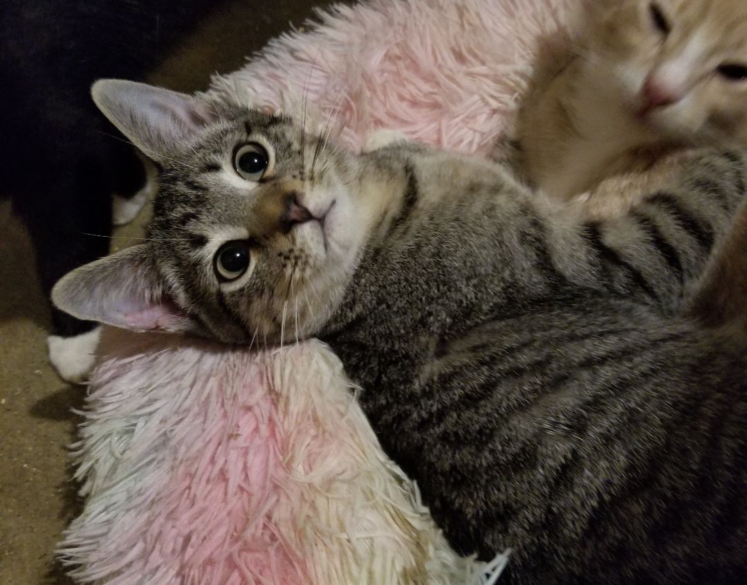 Enlarge Tavio, a Adoptable Domestic Short Hair in Ellijay, GA image 3/12