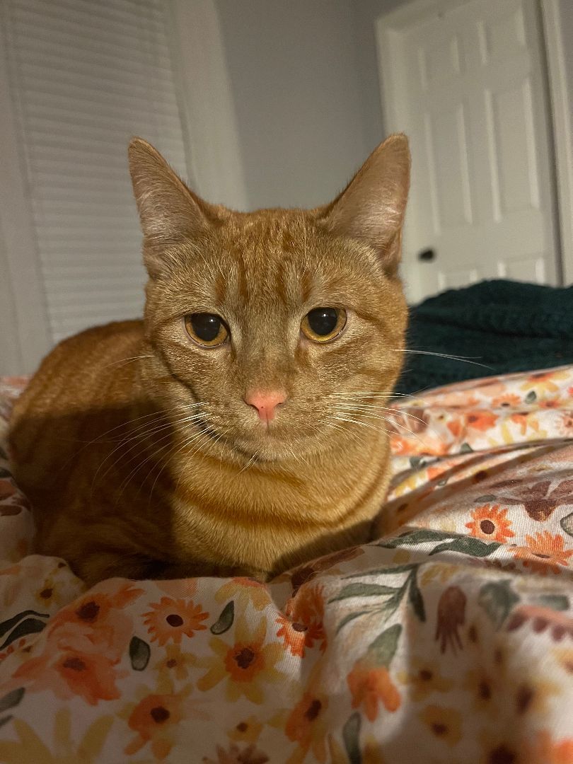 Enlarge Tavio, a Adoptable Domestic Short Hair in Ellijay, GA image 4/12