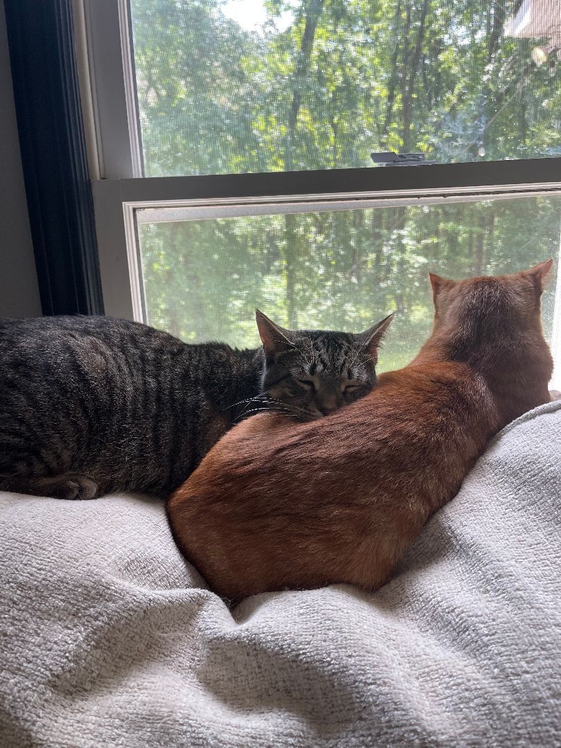 Enlarge Tavio, a Adoptable Domestic Short Hair in Ellijay, GA image 5/12