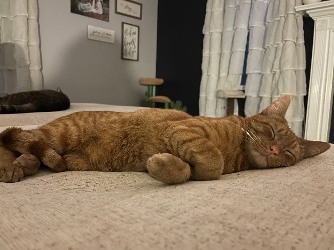 Enlarge Tavio, a Adoptable Domestic Short Hair in Ellijay, GA image 6/12