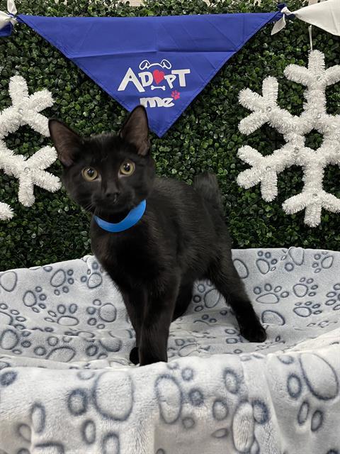 Enlarge VANTA, a Adoptable Domestic Short Hair in Saskatoon, SK image 1/1