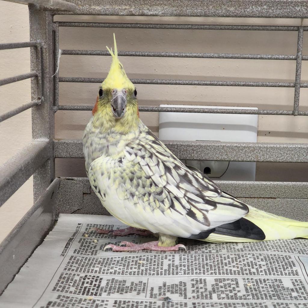 Enlarge Marie Curie, a Adoptable Cockatiel in Kanab, UT image 1/2