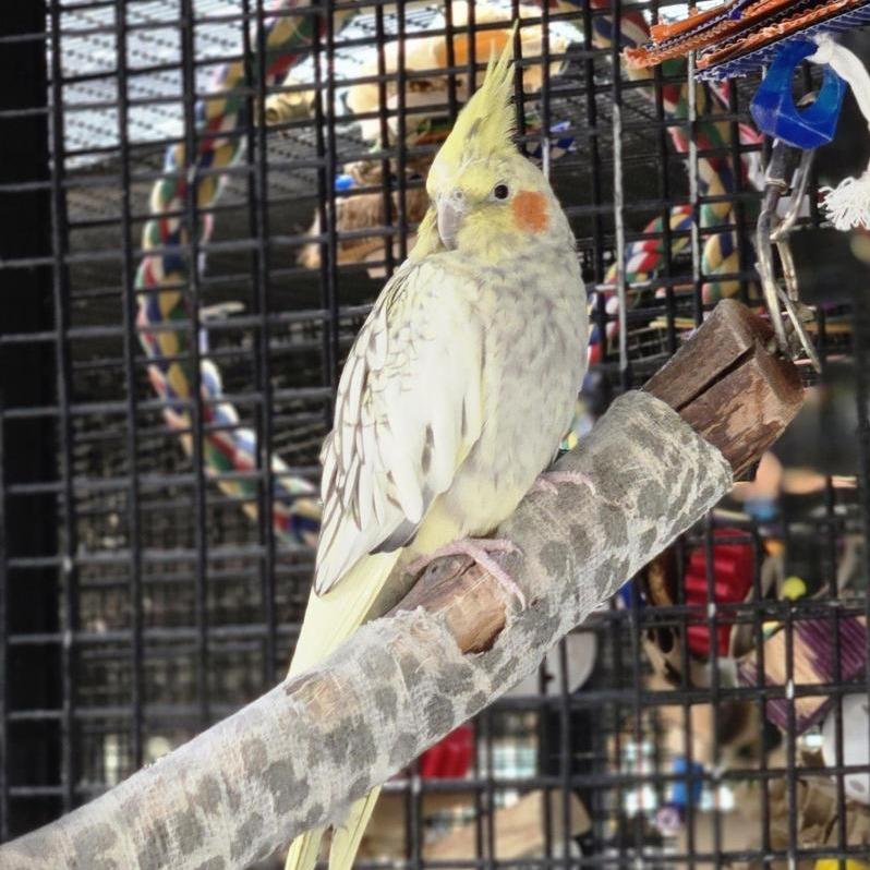 Enlarge Marie Curie, a Adoptable Cockatiel in Kanab, UT image 2/2