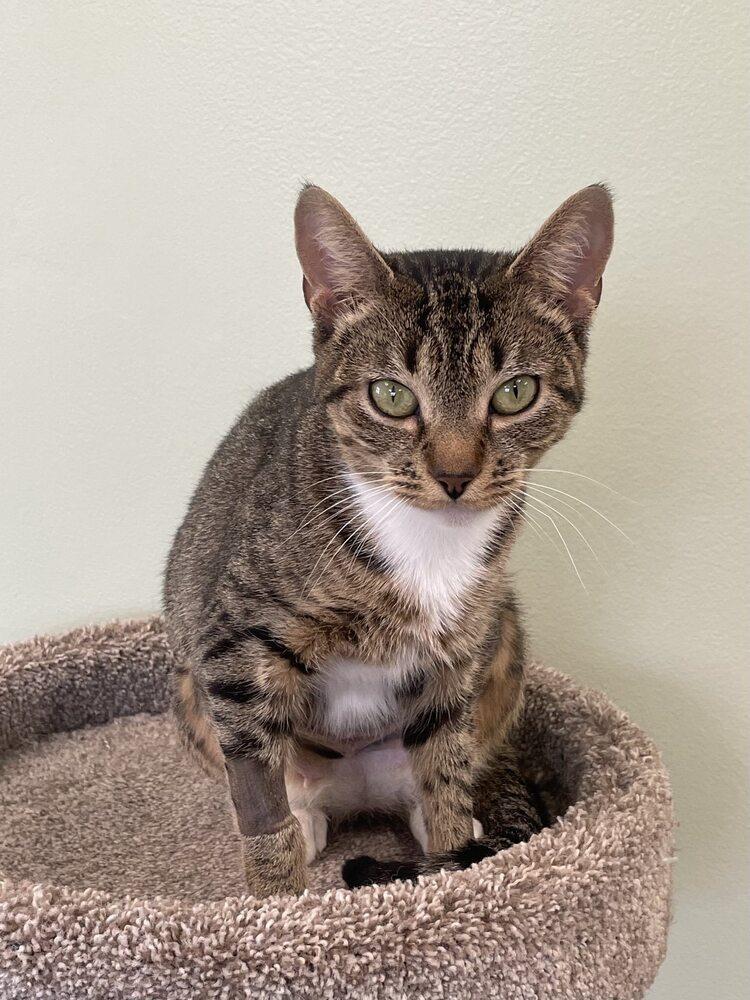 Chicha, Adoptable, Young Female Domestic Short Hair.