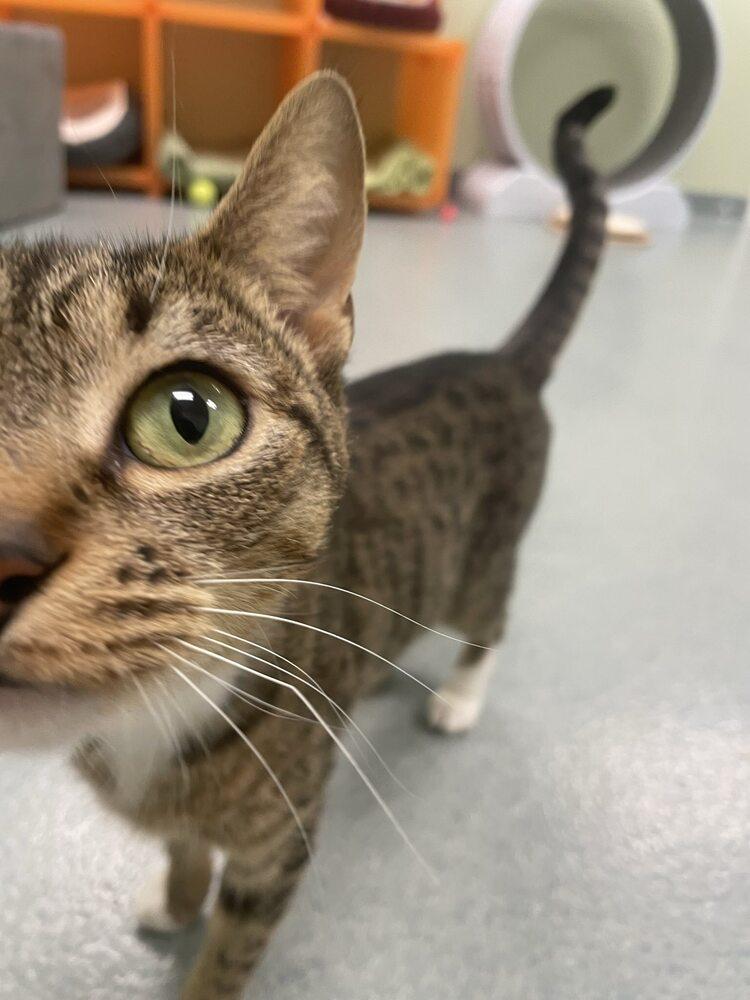 Enlarge Chicha, a Adoptable Domestic Short Hair in Trenton, ME image 2/4