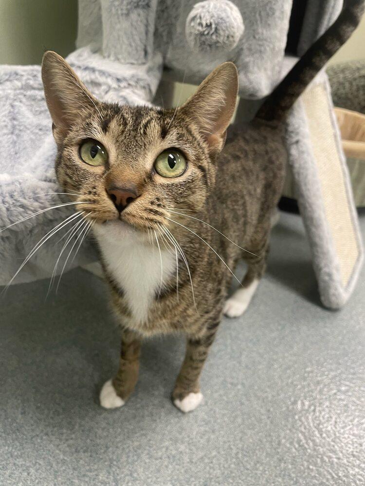 Enlarge Chicha, a Adoptable Domestic Short Hair in Trenton, ME image 3/4