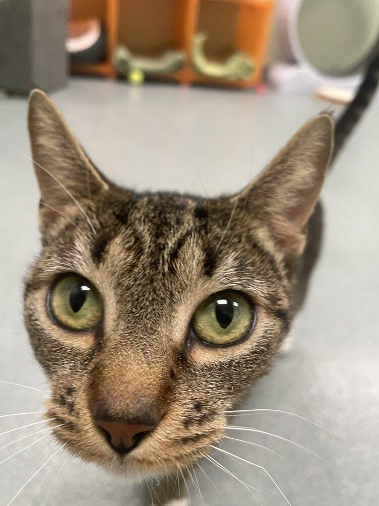 Enlarge Chicha, a Adoptable Domestic Short Hair in Trenton, ME image 4/4