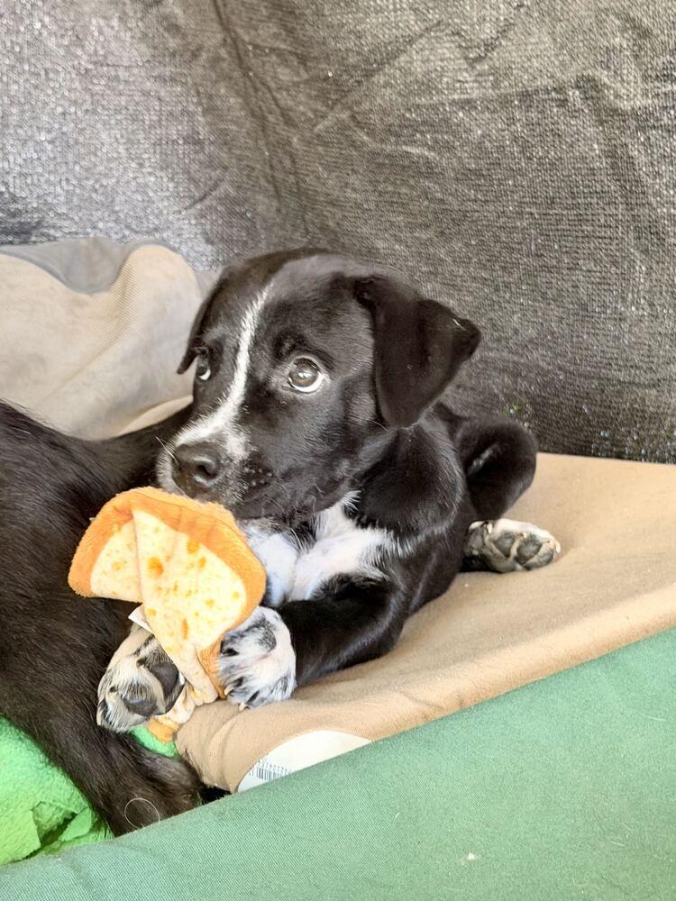 Tic, Adoptable, Puppy Male Terrier.