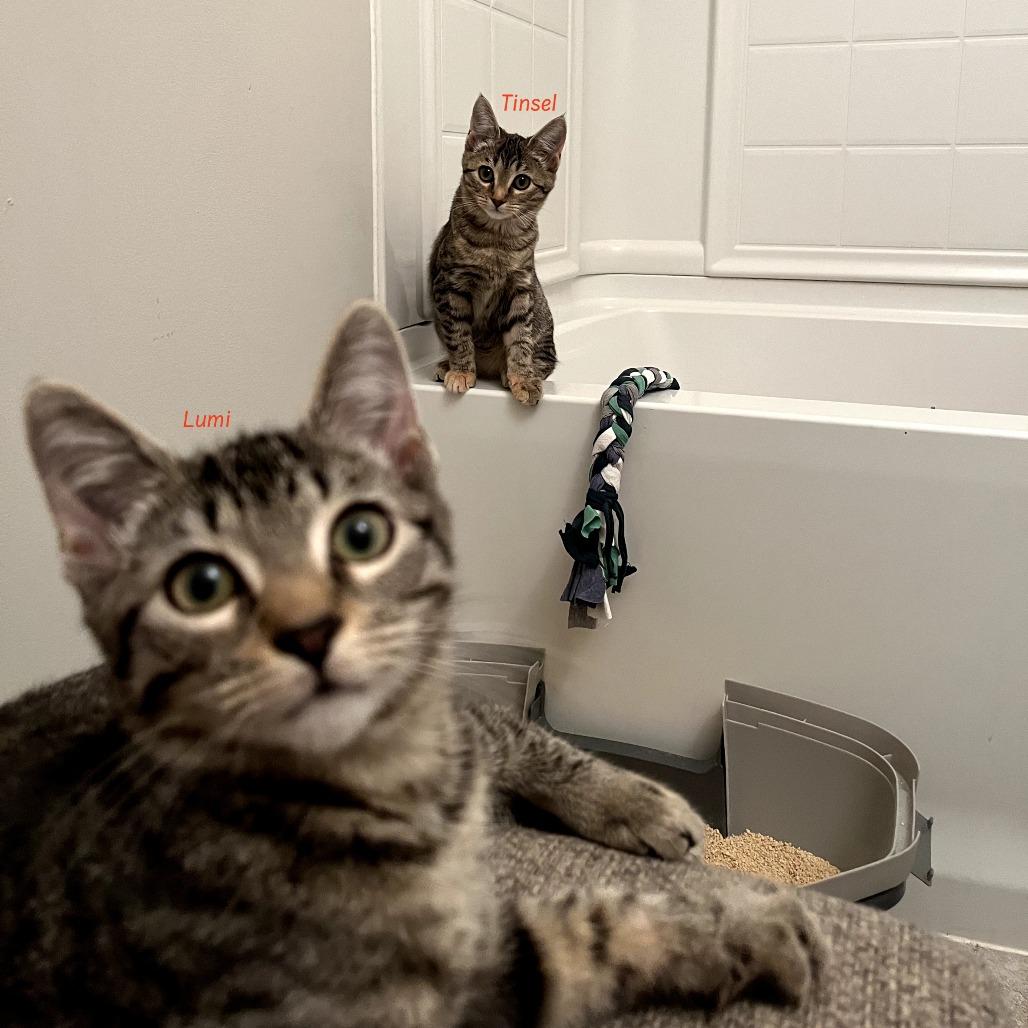 Lumi, Adoptable, Young Male Domestic Short Hair.