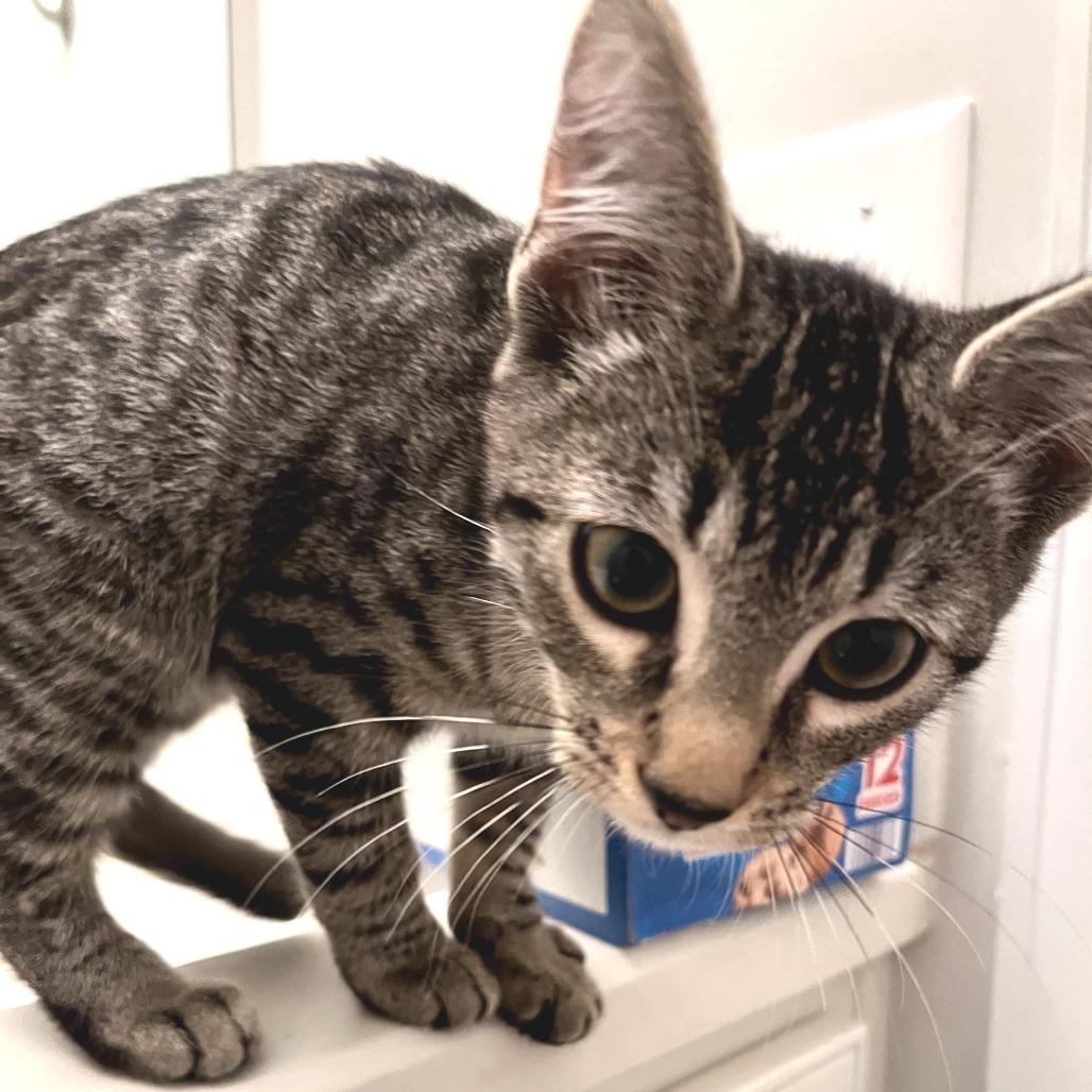 Enlarge Lumi, a Adoptable Domestic Short Hair in Chapel Hill, NC image 4/6