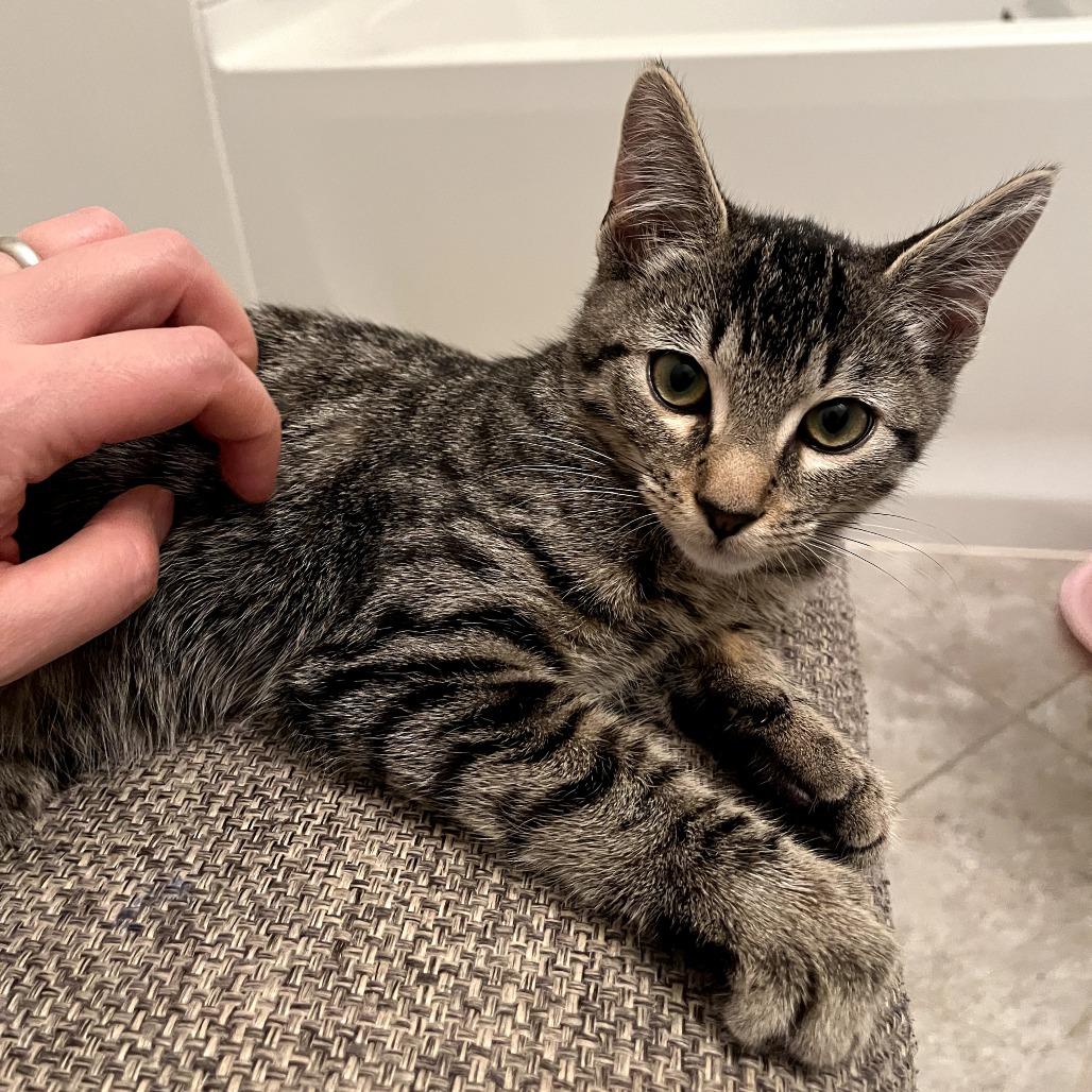Enlarge Lumi, a Adoptable Domestic Short Hair in Chapel Hill, NC image 5/6