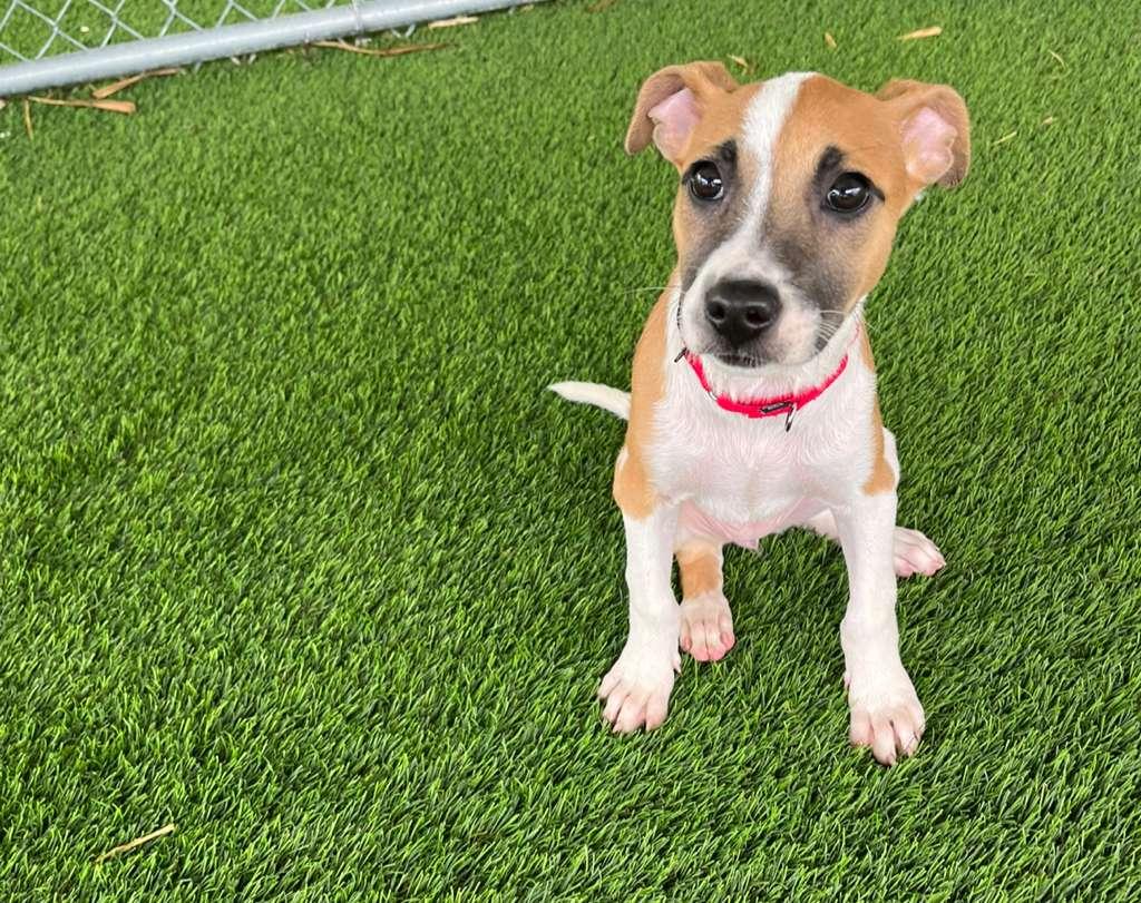 Enlarge Twilight, a ADOPTABLE Mixed Breed in Morristown, NJ image 4/4