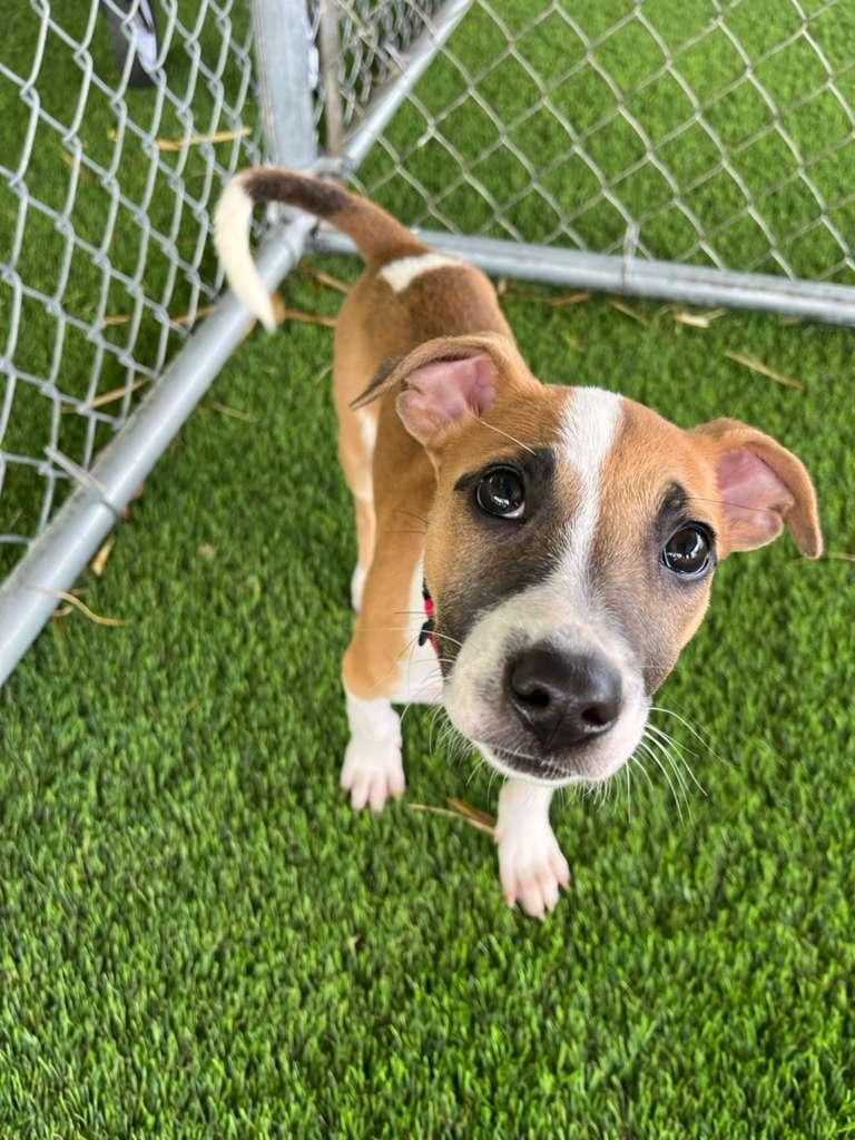 Enlarge Twilight, a ADOPTABLE Mixed Breed in Morristown, NJ image 3/4