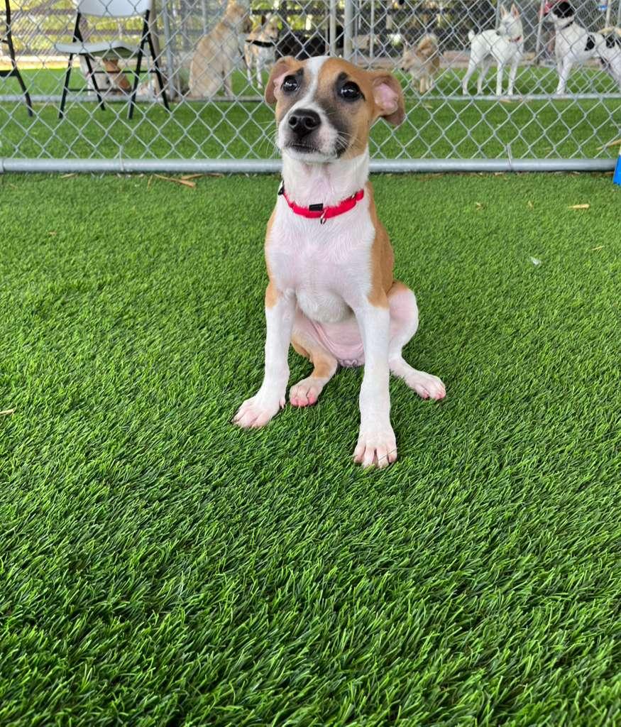 Enlarge Twilight, a ADOPTABLE Mixed Breed in Morristown, NJ image 2/4