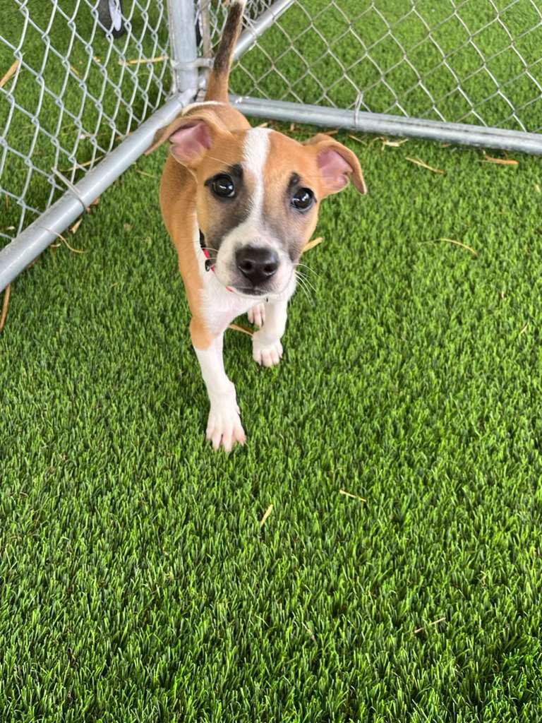 Enlarge Twilight, a ADOPTABLE Mixed Breed in Morristown, NJ image 1/4