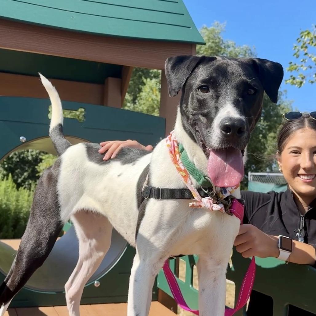 Uno, Adoptable, Adult Male Mixed Breed.