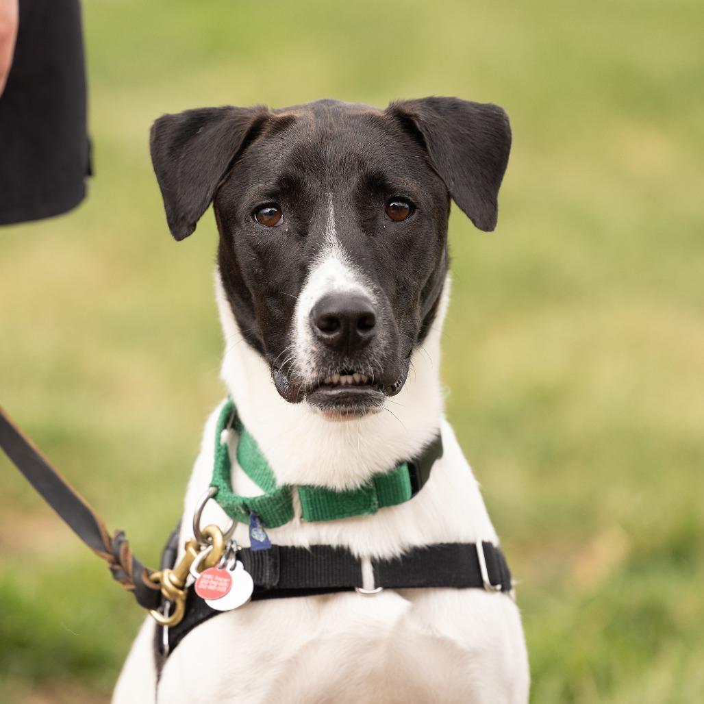 Uno, a Adoptable Mixed Breed in Waukesha, WI image 2/6