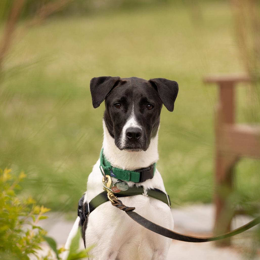Uno, a Adoptable Mixed Breed in Waukesha, WI image 3/6
