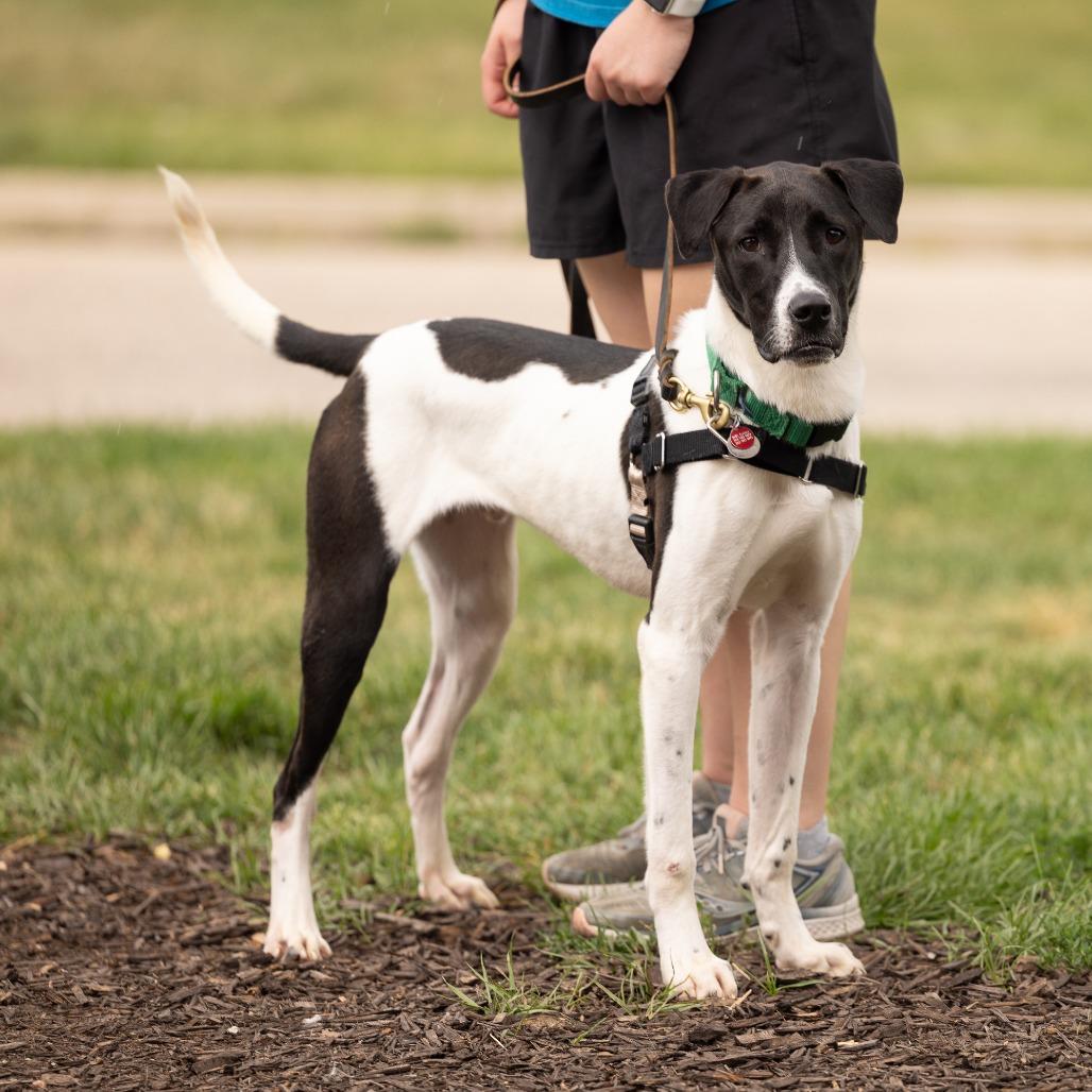 Uno, a Adoptable Mixed Breed in Waukesha, WI image 4/6