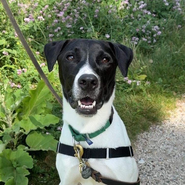 Uno, a Adoptable Mixed Breed in Waukesha, WI image 5/6