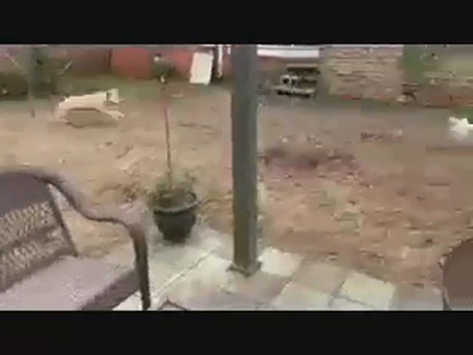 Enlarge Zoe, a Adopted mixed breed in Lancaster, SC video 3/5