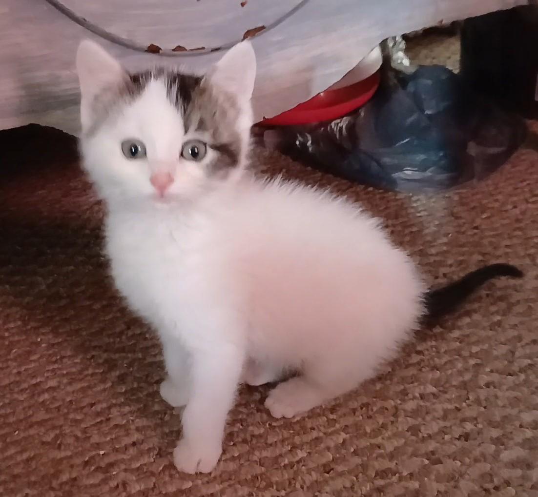 Enlarge Misty, a ADOPTABLE Turkish Van in Fairfield, IA image 1/2