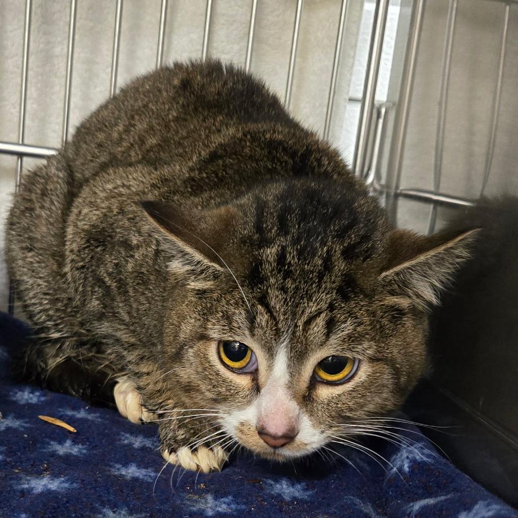 Groot, Adoptable, Adult Male Domestic Short Hair.