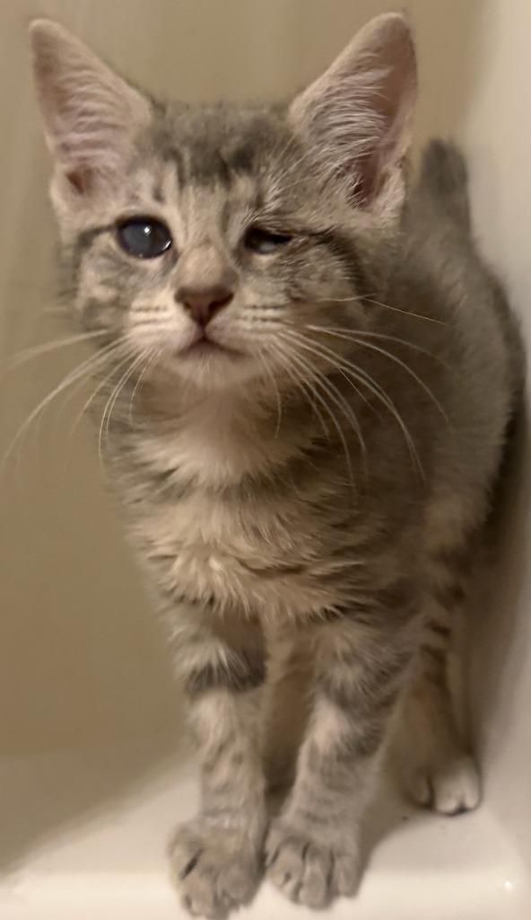 Enlarge Dew, a Adoptable mixed breed in Evans, GA image 1/2