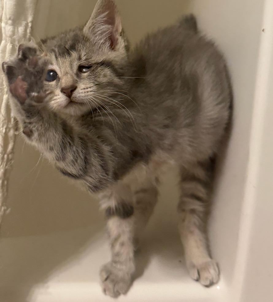 Enlarge Dew, a Adoptable mixed breed in Evans, GA image 2/2