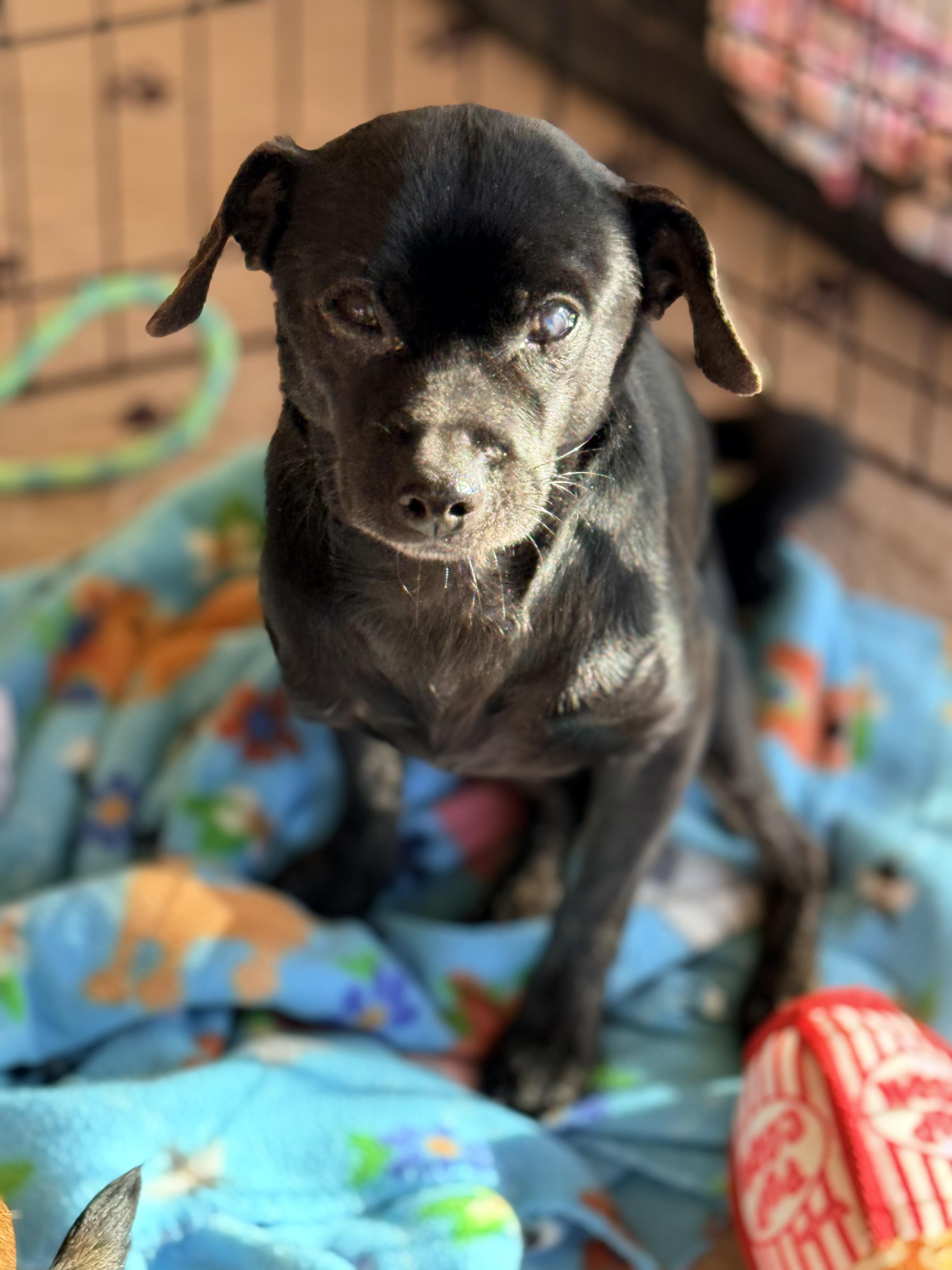 Enlarge Tallmock, a Adoptable Chihuahua in modesto, CA image 3/4