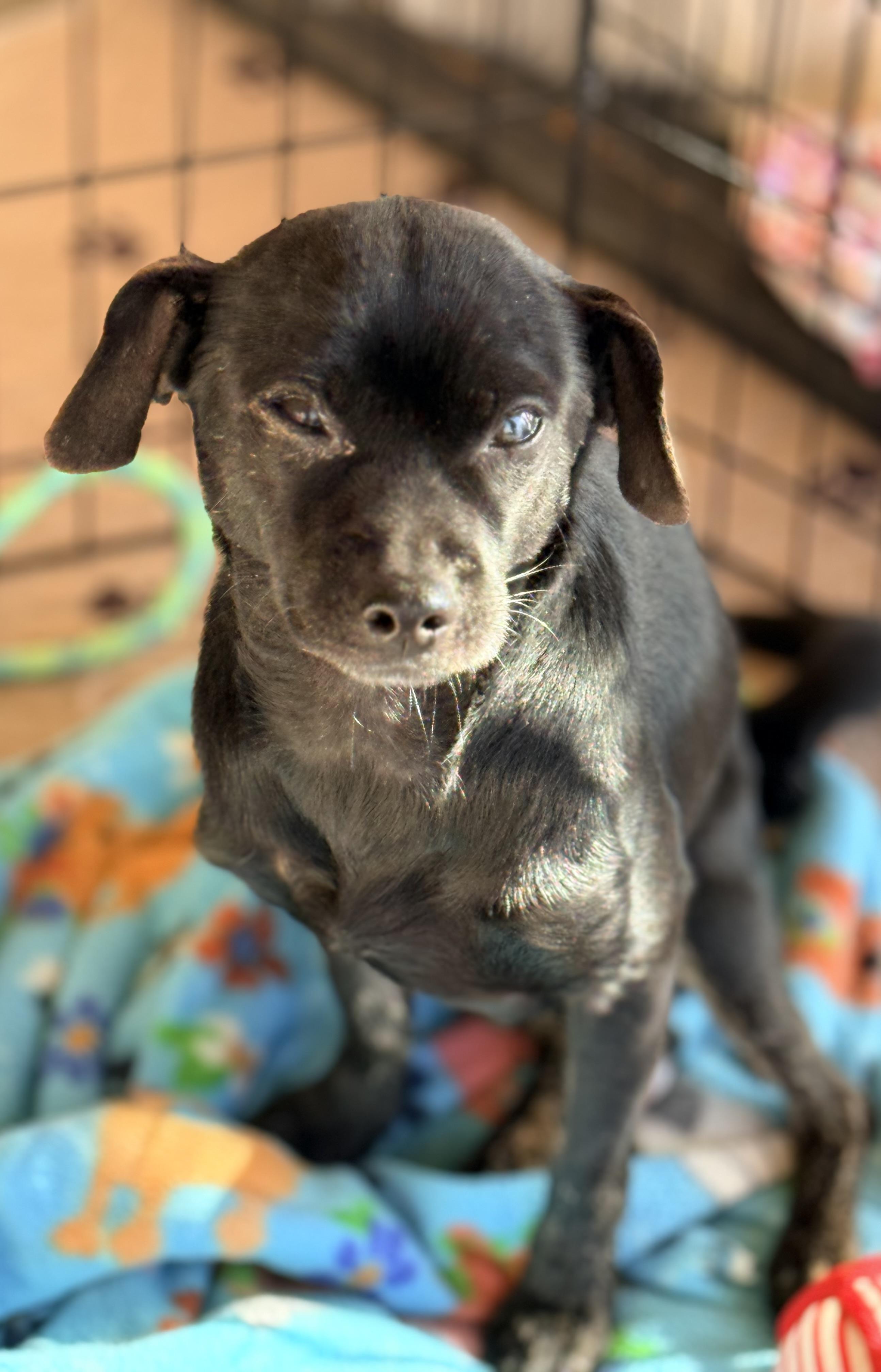 Tallmock, Adoptable, Adult Male Chihuahua.