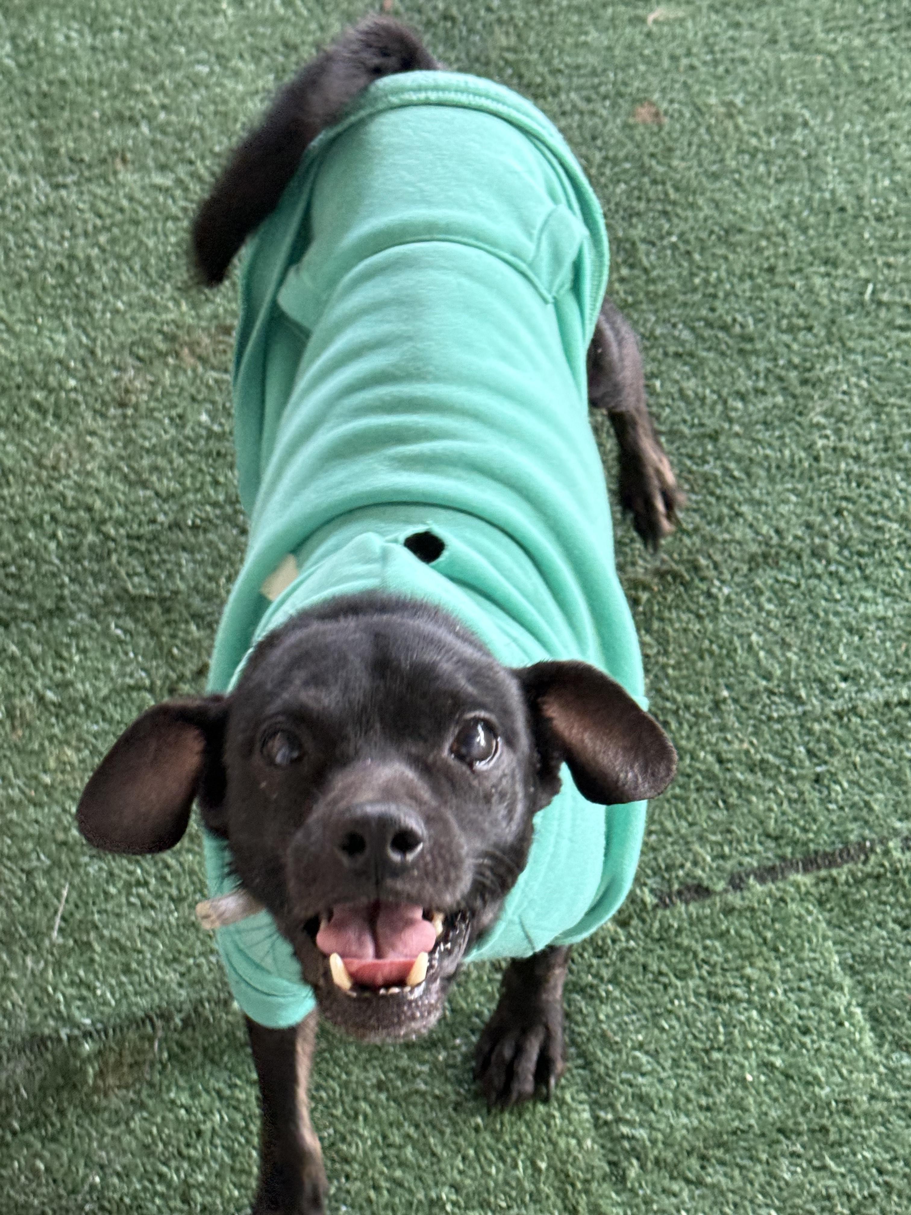 Enlarge Tallmock, a Adoptable Chihuahua in modesto, CA image 1/1