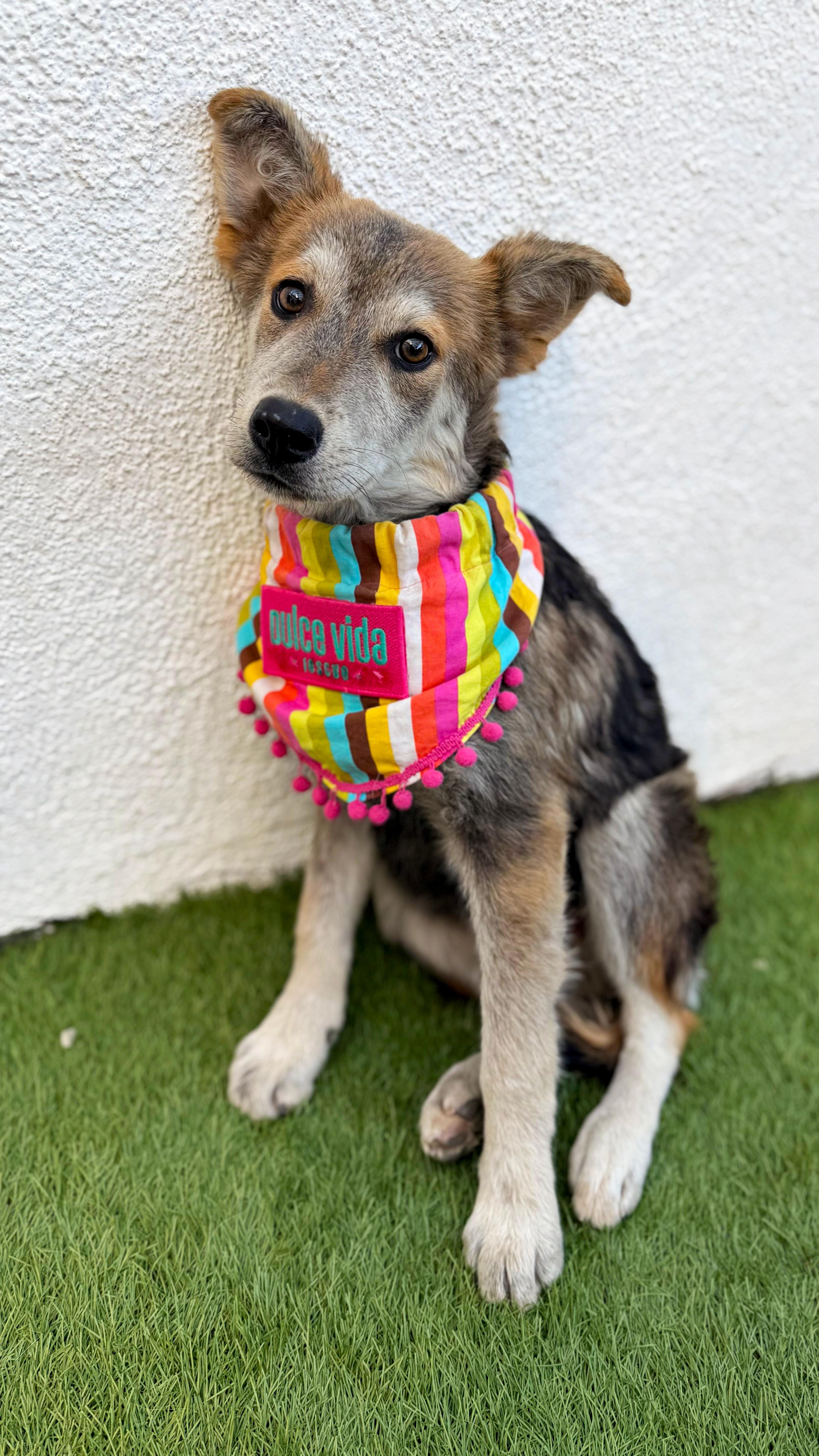 Enlarge LOVIE, a Adoptable mixed breed in San Diego, CA image 1/6