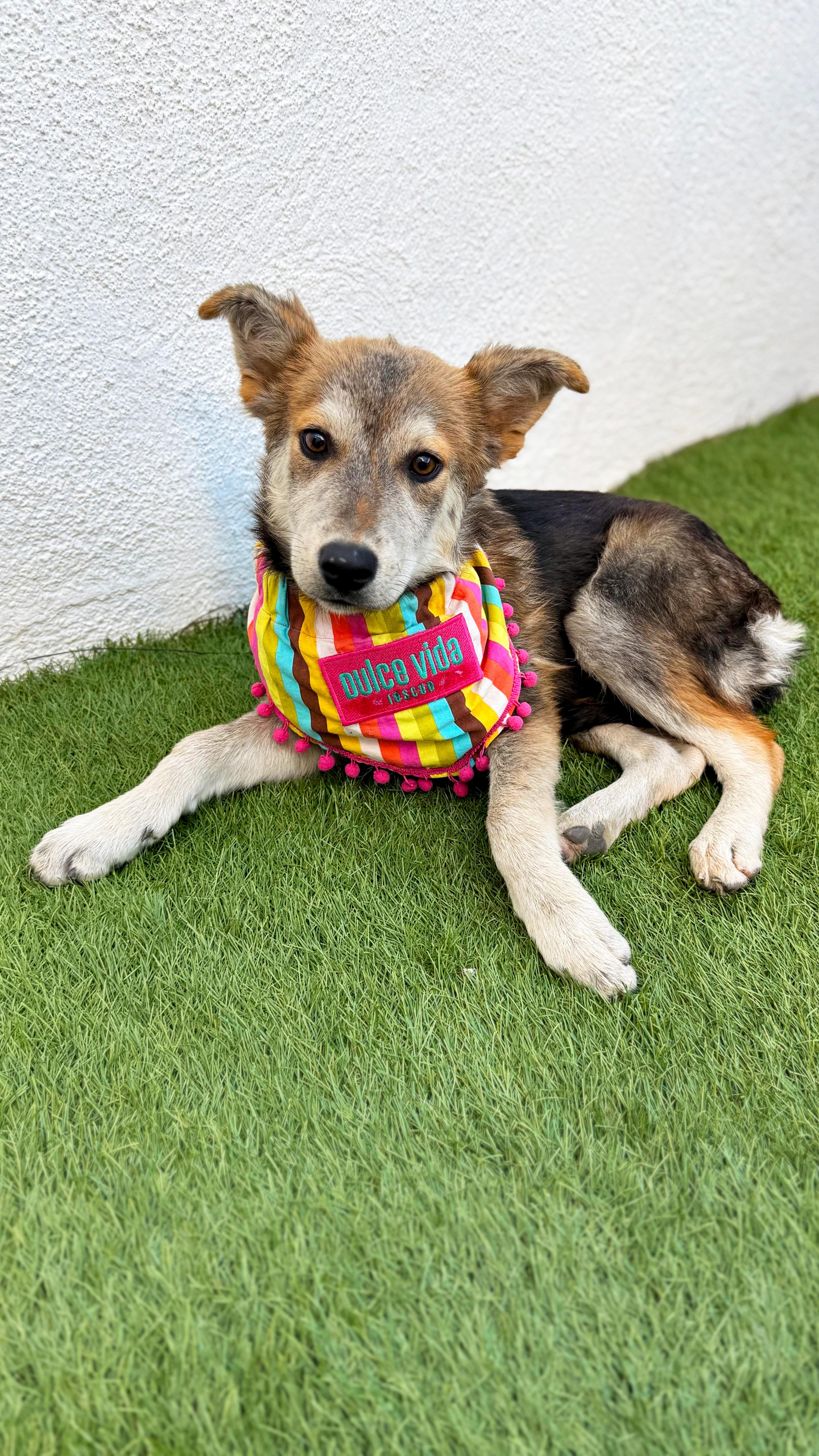 Enlarge LOVIE, a Adoptable mixed breed in San Diego, CA image 2/6
